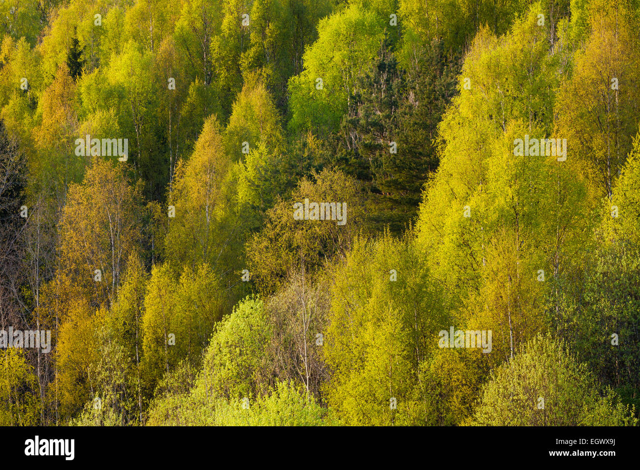 Spring forest outside Moss in Østfold fylke, Norway. Stock Photo