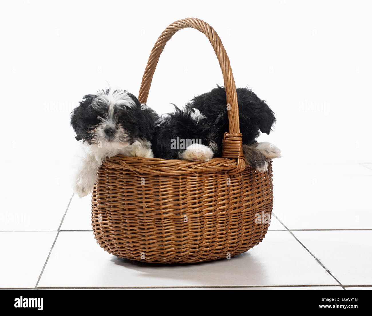 Dogs basket hires stock photography and images Alamy
