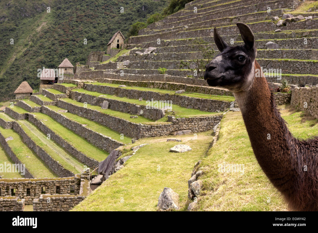 Llama in ruins of Machu Picchu in Peru Stock Photo