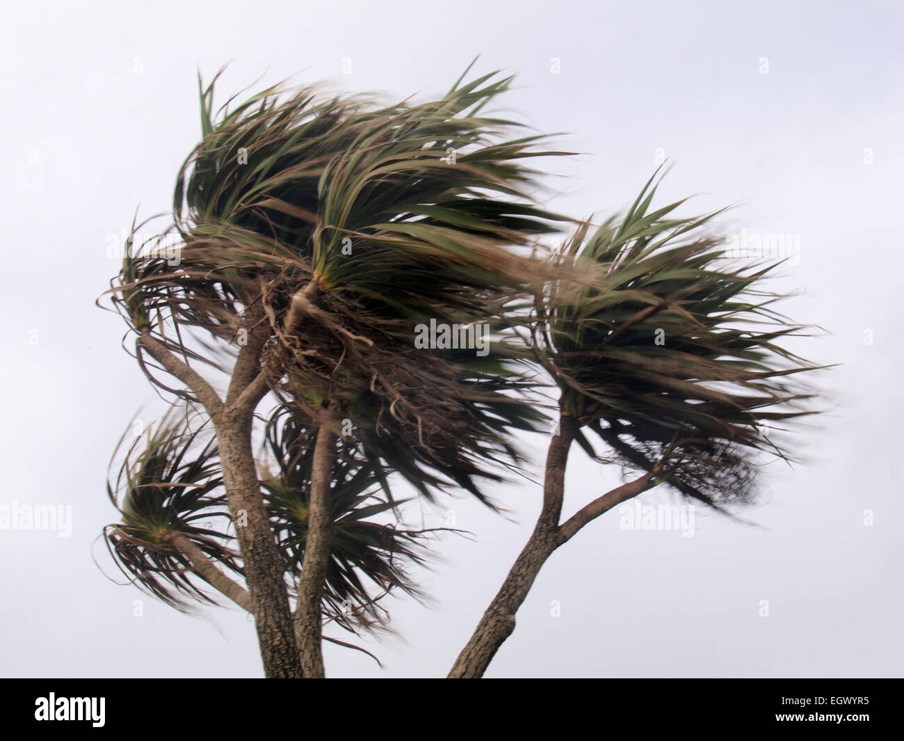 Palm trees blowing in strong winds, Woolacombe beach, Devon, UK Stock Photo