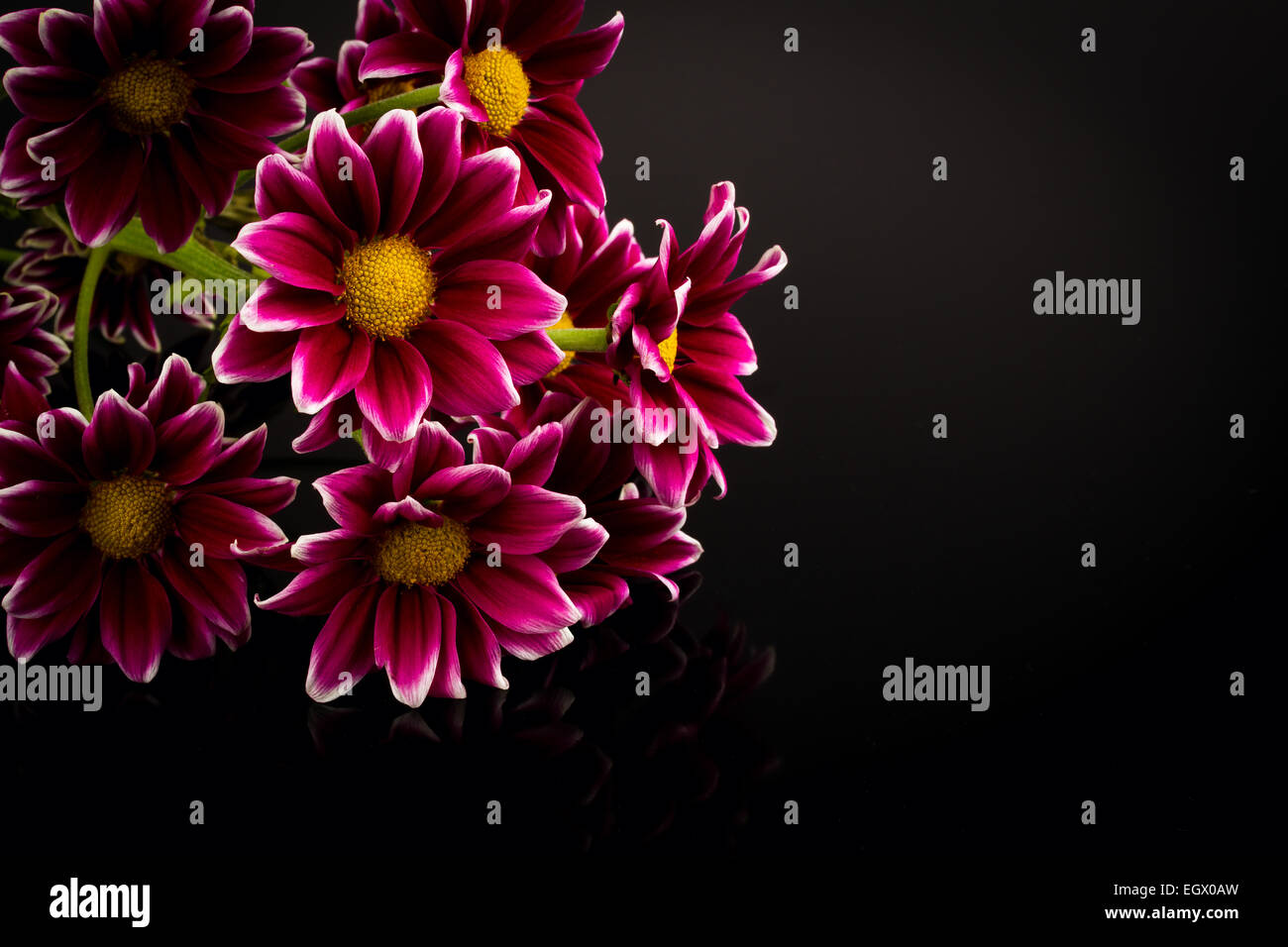 red chrysanthemum on black background Stock Photo - Alamy