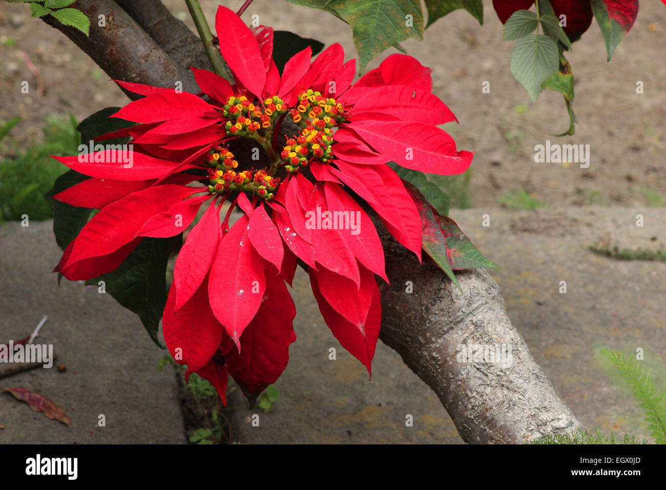 A red poinsettia growing in a flower garden in Cotacachi, Ecuador Stock Photo