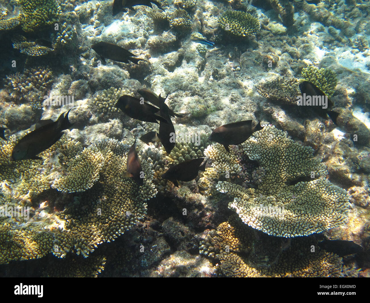 A shoal of Stegastes nigricans, the Dusky Farmerfish, or Black Gregory on a coral reef in the Maldives Stock Photo