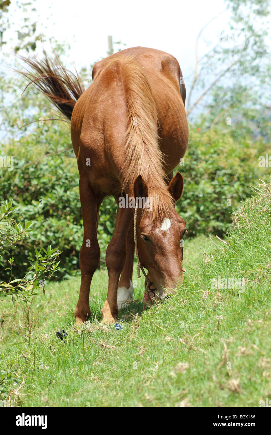 A brown horse in a farmers pasture in Cotacachi, Ecuador Stock Photo
