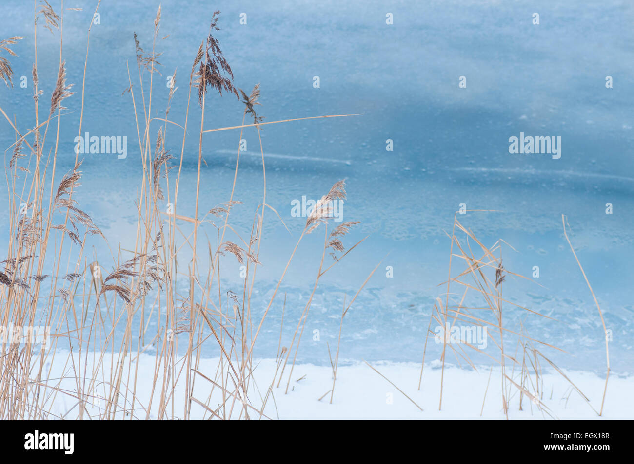 Reeds in cold sea. Winter background. Stock Photo