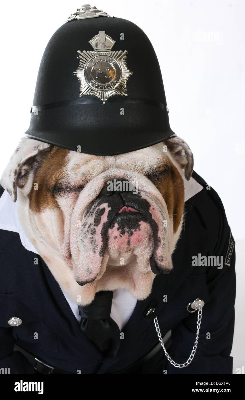 dog police or catcher - english bulldog dressed up like a policeman on  white background Stock Photo - Alamy