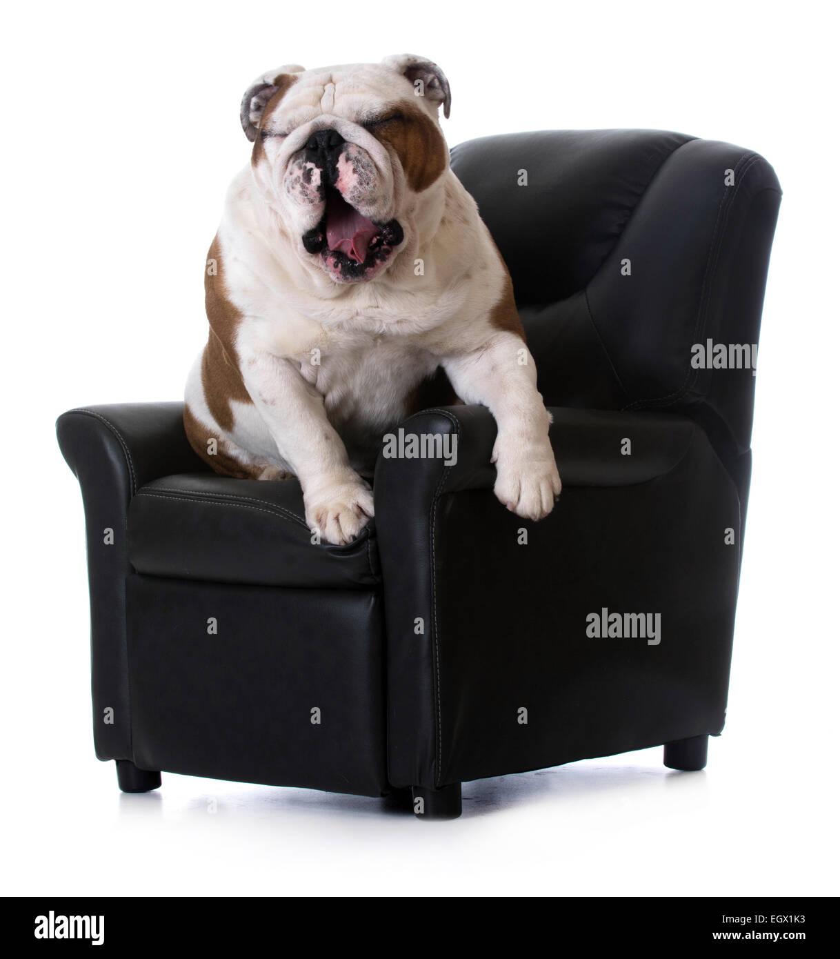 english bulldog sitting in arm chair on white background Stock Photo