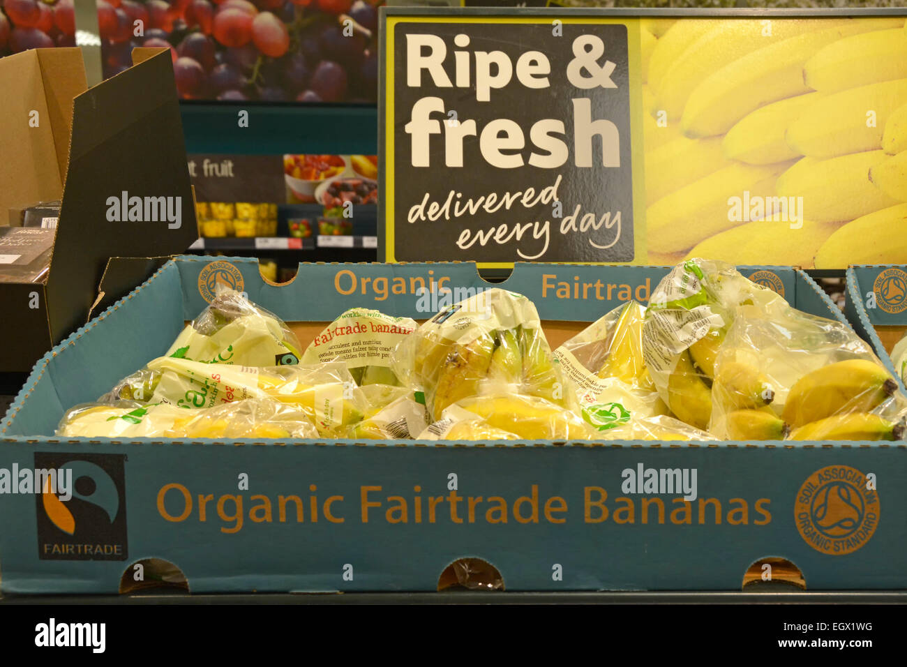 Organic food fairtrade ripe fresh Bananas in boxes displayed on shelves fruit for sale interior large Tesco food supermarket store London England UK Stock Photo