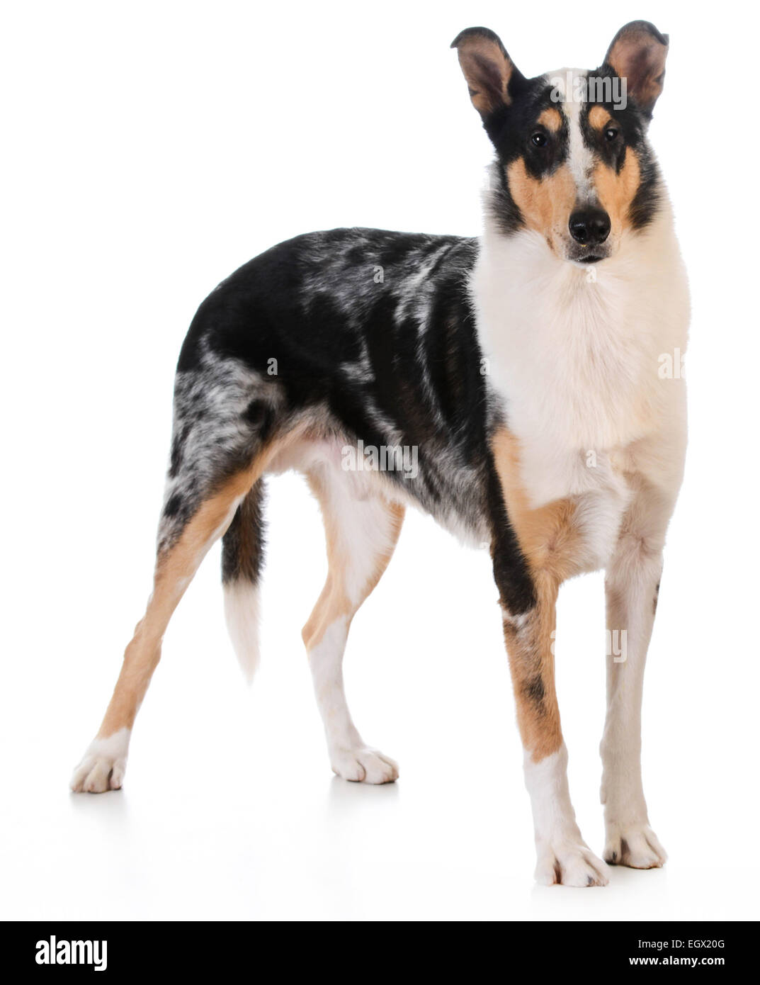 smooth haired collie standing on white background Stock Photo