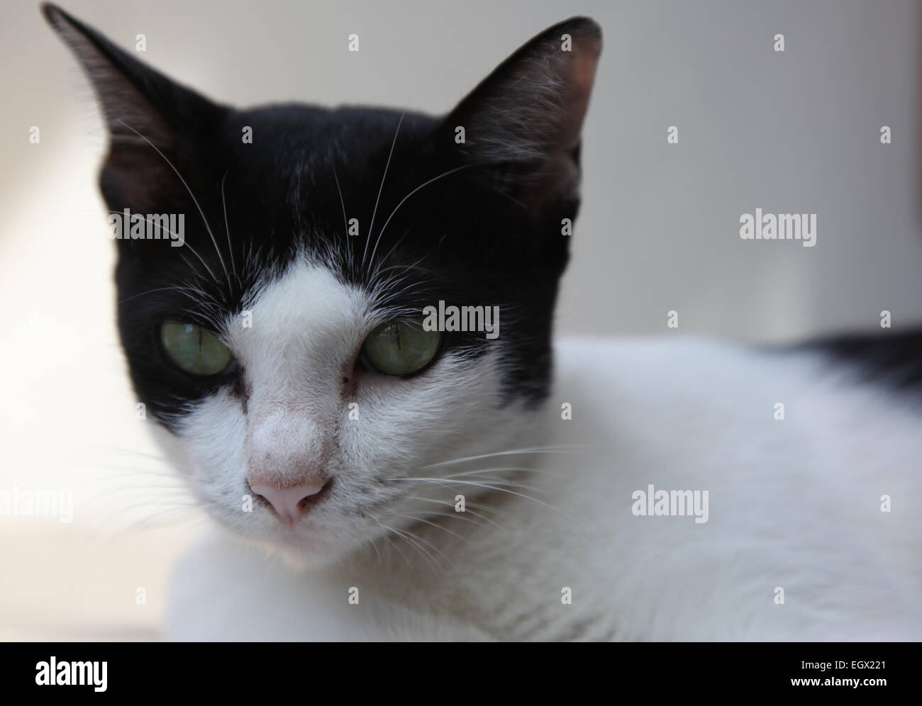 Black and white cat with green eyes posing in front of the camera the ...