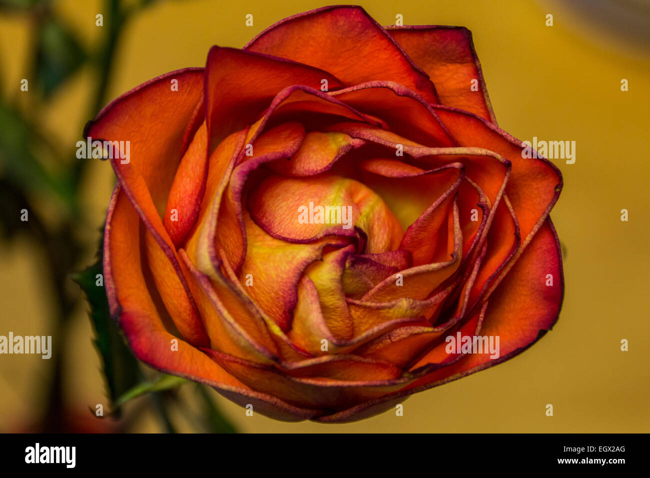 A rose blossom drying on the stem Stock Photo Alamy