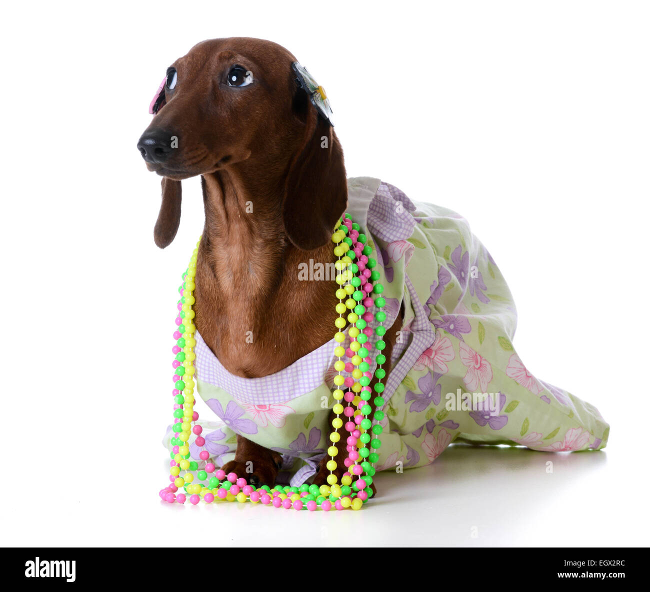 female dog - miniature dachshund wearing  clothing on white background Stock Photo