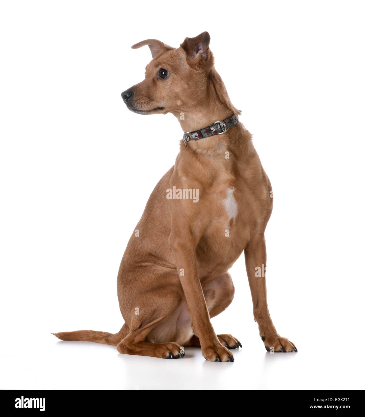 mixed breed dog sitting on white background Stock Photo - Alamy