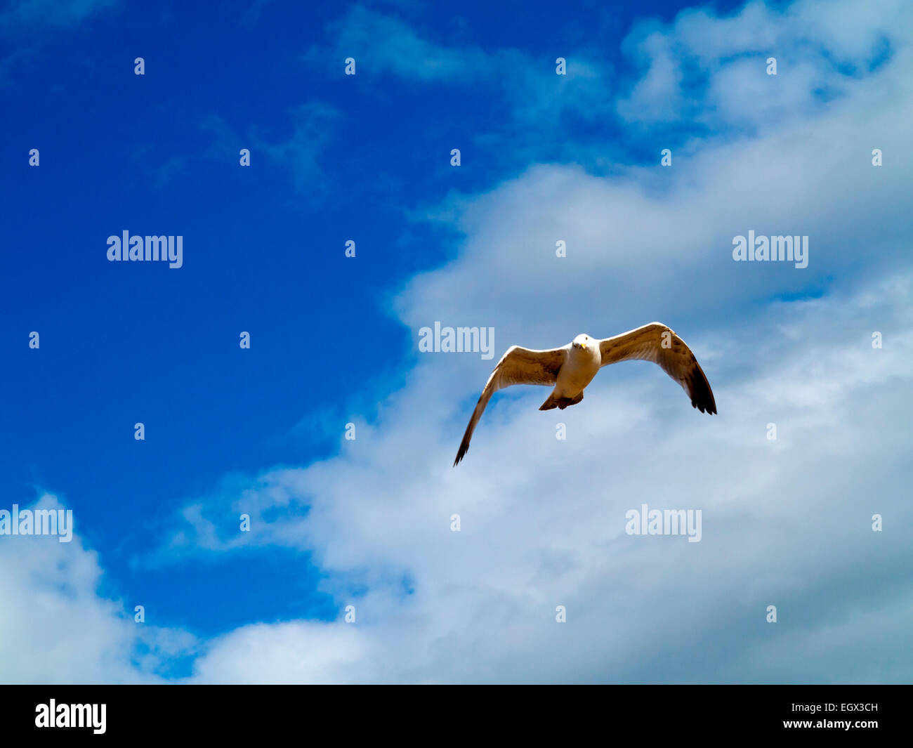 Seagull in flight with blue sky and white fluffy clouds behind Stock ...