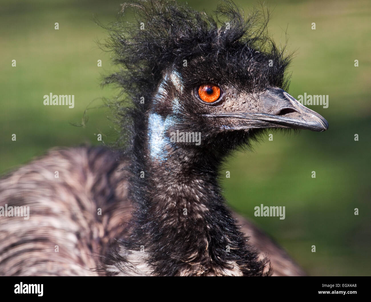 Flightless Dromaius Novaehollandiae Hi res Stock Photography And Images 