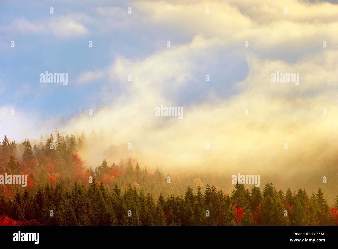 Autumn forest and yellow fog Stock Photo