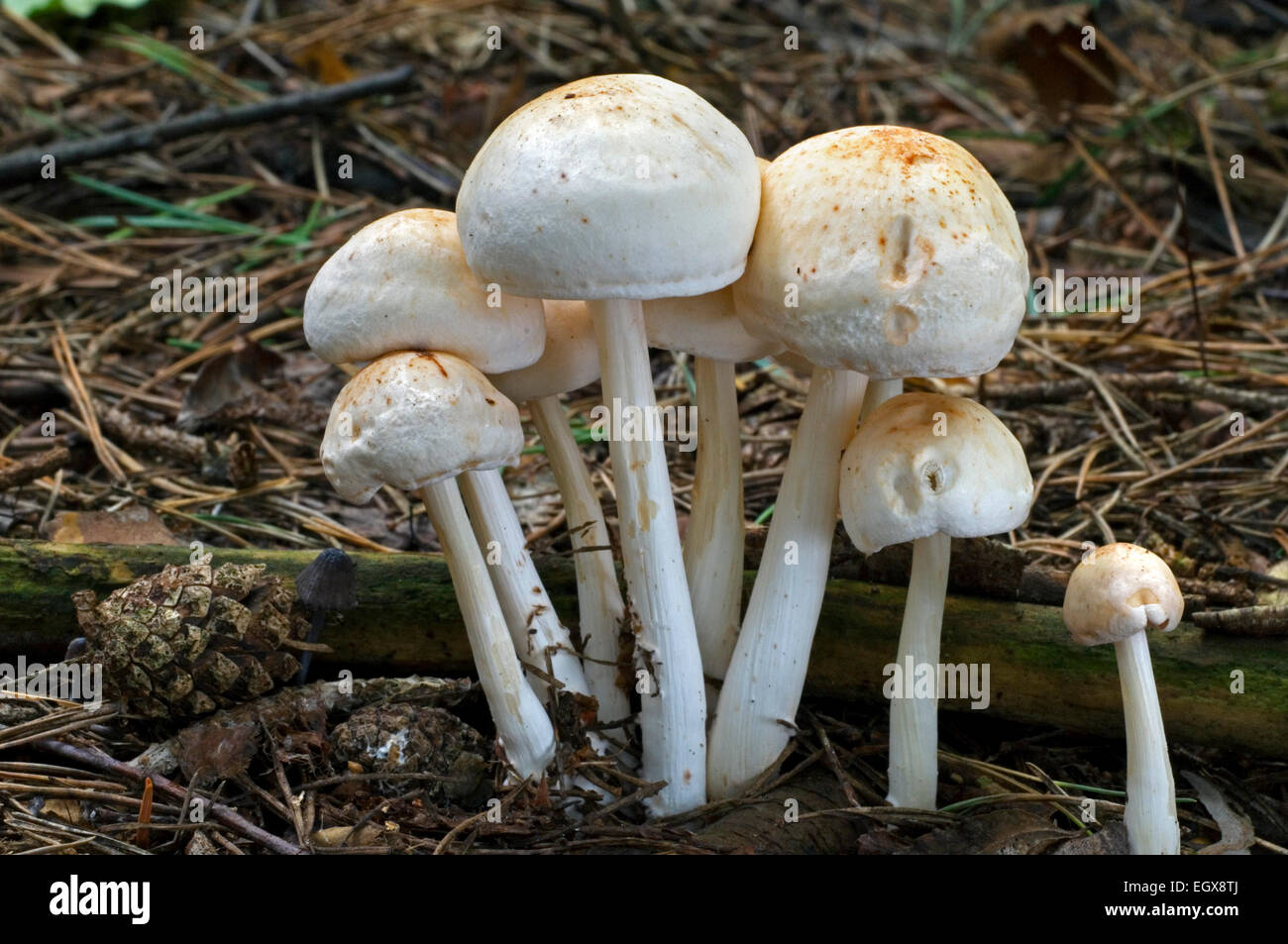 Spotted toughshank / Spotted tough-shank / Spotted Collybia (Collybia maculata / Rhodocollybia maculata) in pine forest Stock Photo