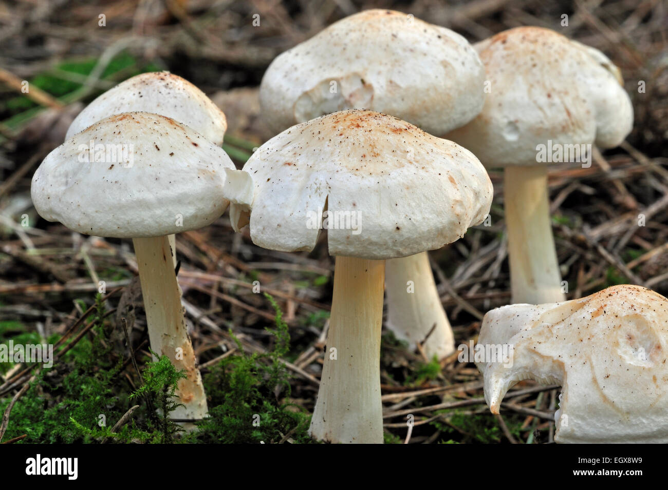 Spotted toughshank / Spotted tough-shank / Spotted Collybia (Collybia maculata / Rhodocollybia maculata) in pine forest Stock Photo