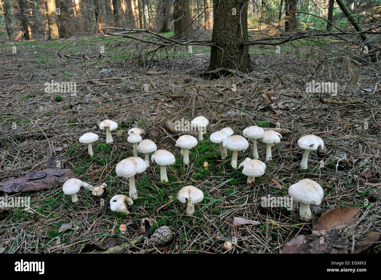 Spotted toughshank / Spotted tough-shank / Spotted Collybia (Collybia maculata / Rhodocollybia maculata) in pine forest Stock Photo