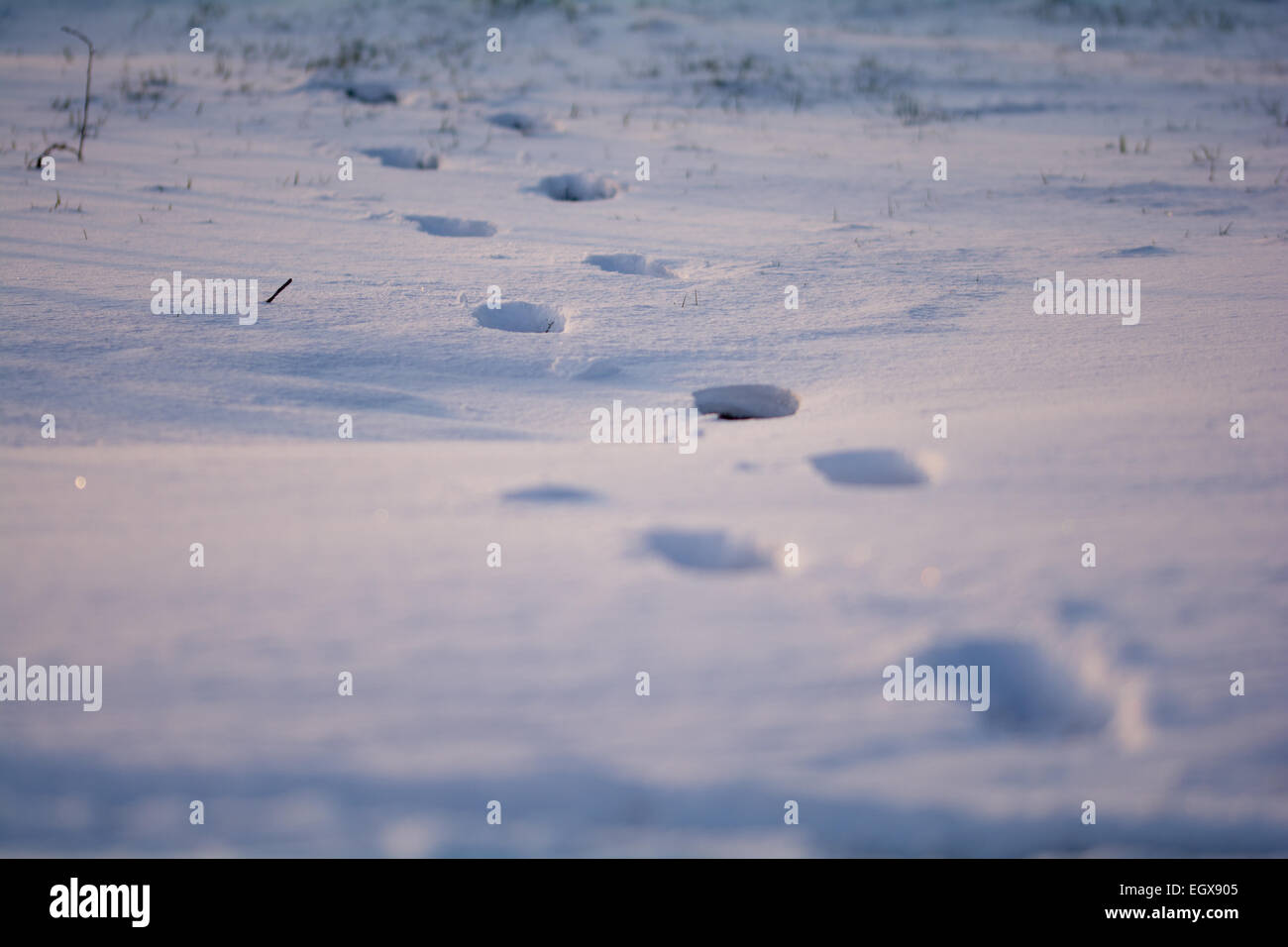human footprints in the snow Stock Photo - Alamy