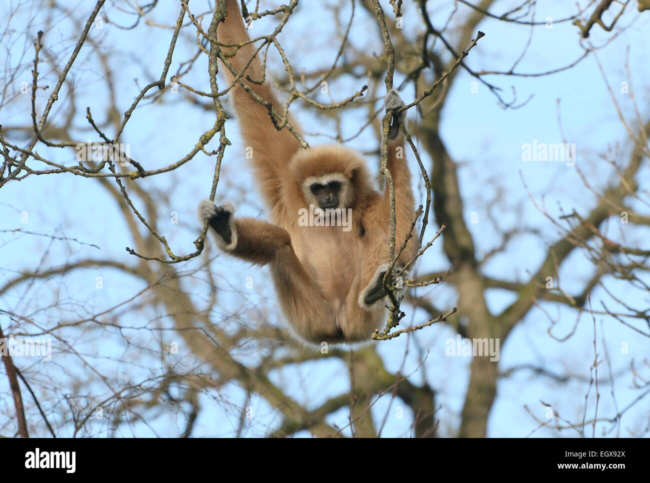 Asian Lar Gibbon or  White-Handed gibbon (Hylobates lar) swinging from branch to branch in a tree in winter Stock Photo