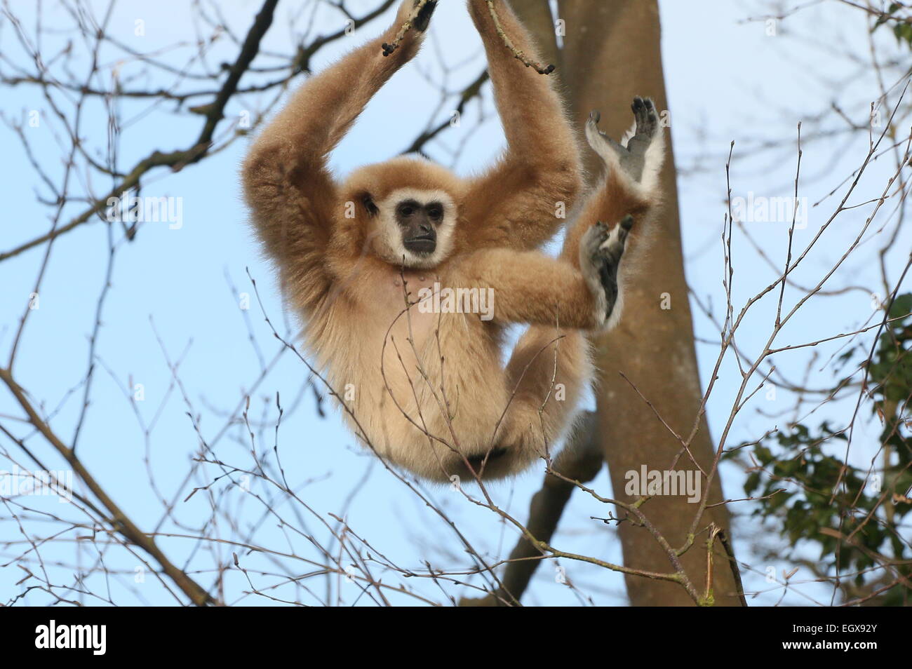 Asian Lar Gibbon or  White-Handed gibbon (Hylobates lar) swinging from branch to branch in a tree in winter Stock Photo