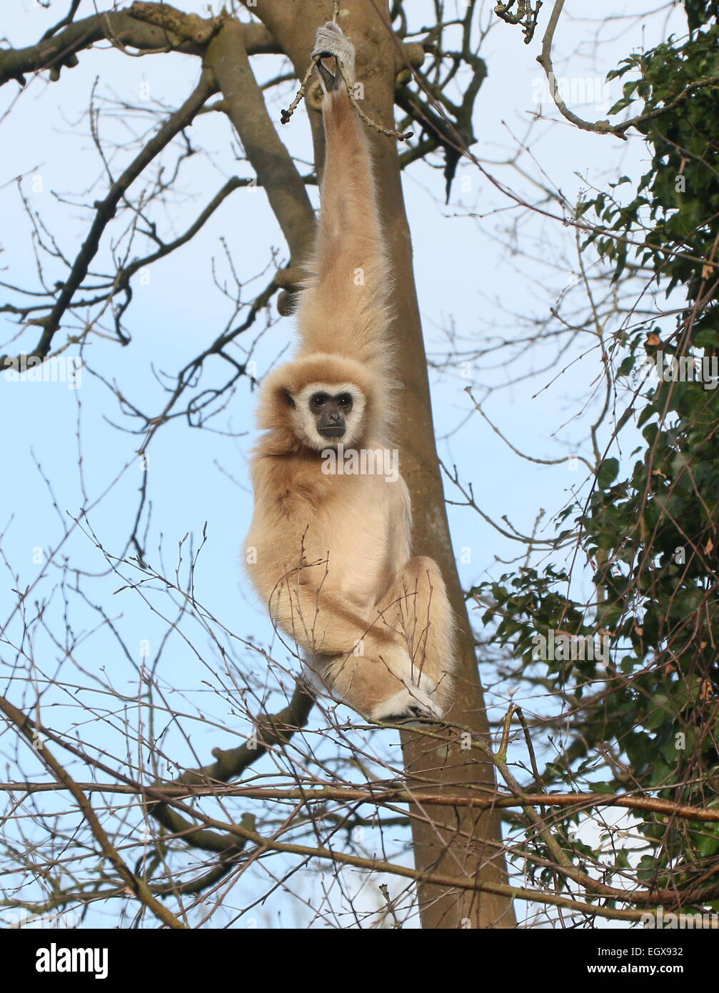 Male Asian Lar Gibbon or  White-Handed gibbon (Hylobates lar) hanging from one arme in a tree Stock Photo