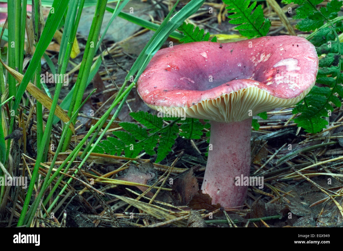 Crab brittlegill / shrimp mushroom / shrimp russula (Russula