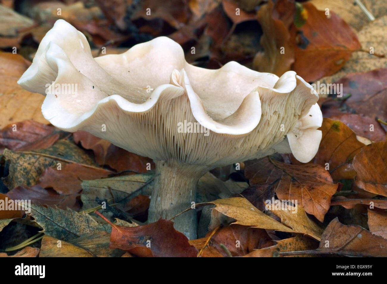 Fleecy milkcap fungus (Lactifluus vellereus / Lactarius vellereus) among autumn leaves Stock Photo