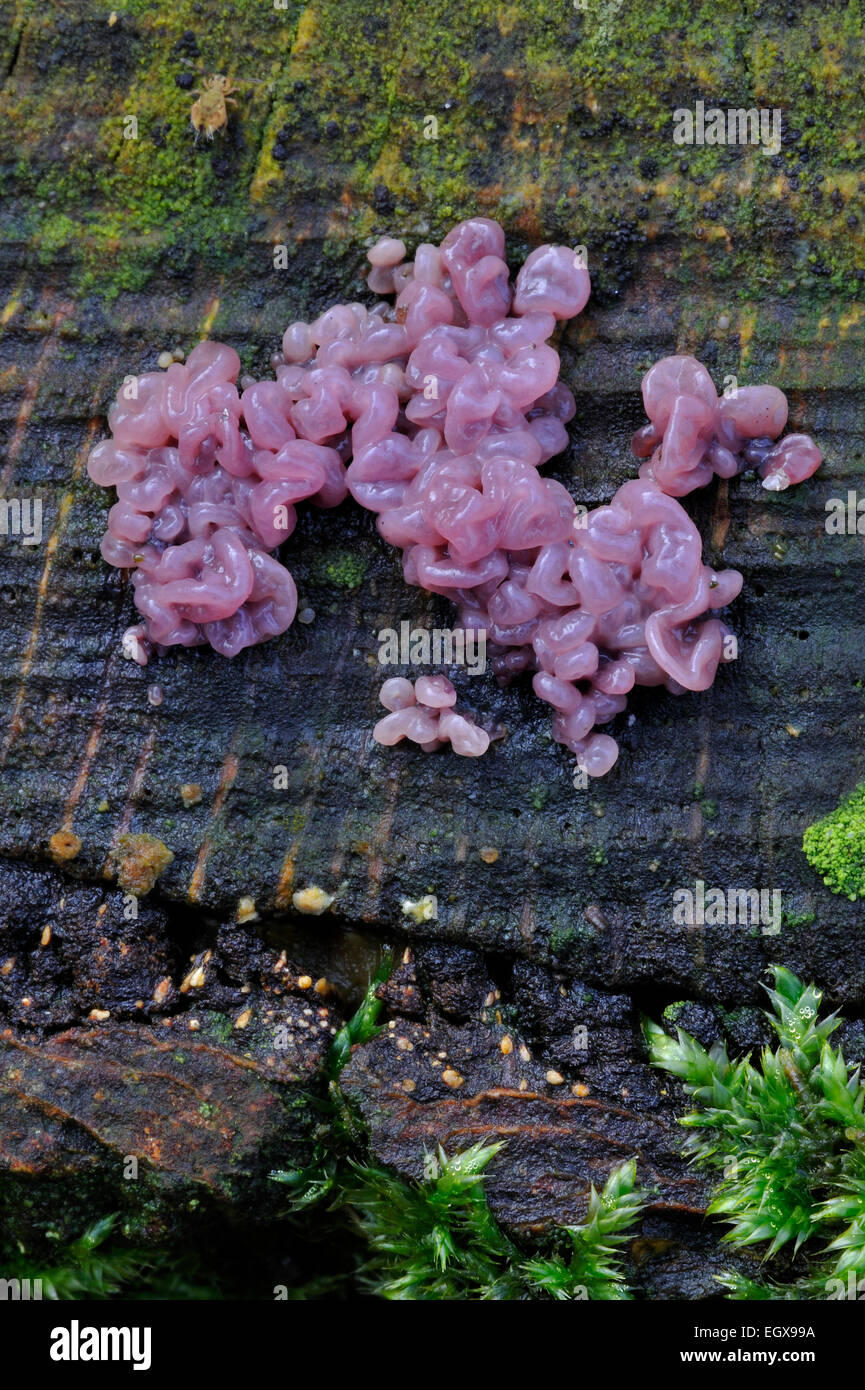 Ascotremella faginea / Neobulgaria faginea fungus on tree trunk Stock Photo