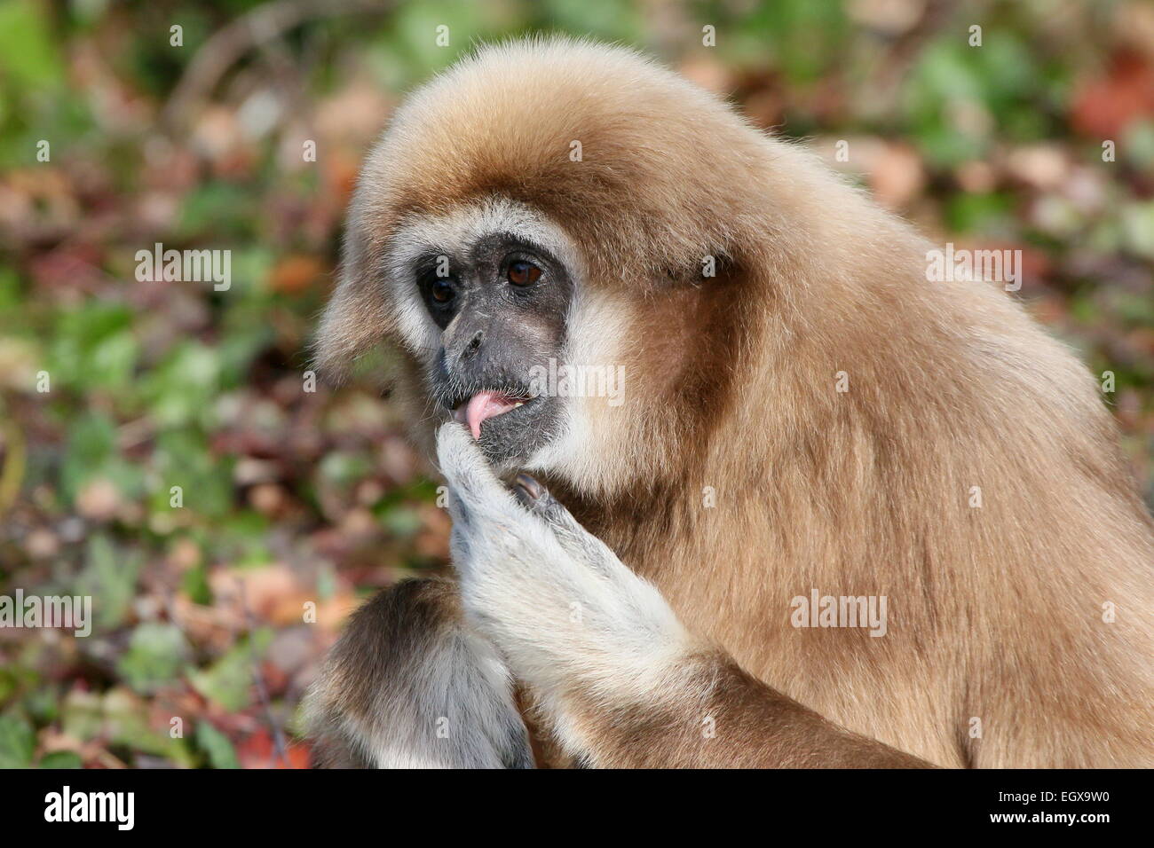 Closeup of the head of an Asian Lar Gibbon or  White-Handed gibbon (Hylobates lar) posing on the ground Stock Photo