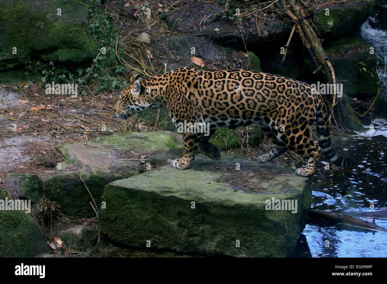 Female South American Jaguar (Panthera onca) crossing a forest stream ...