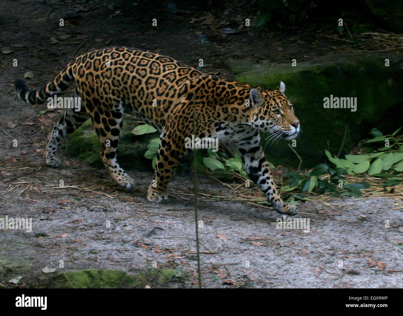 Female South American  Jaguar (Panthera onca) on the prowl, walking past Stock Photo