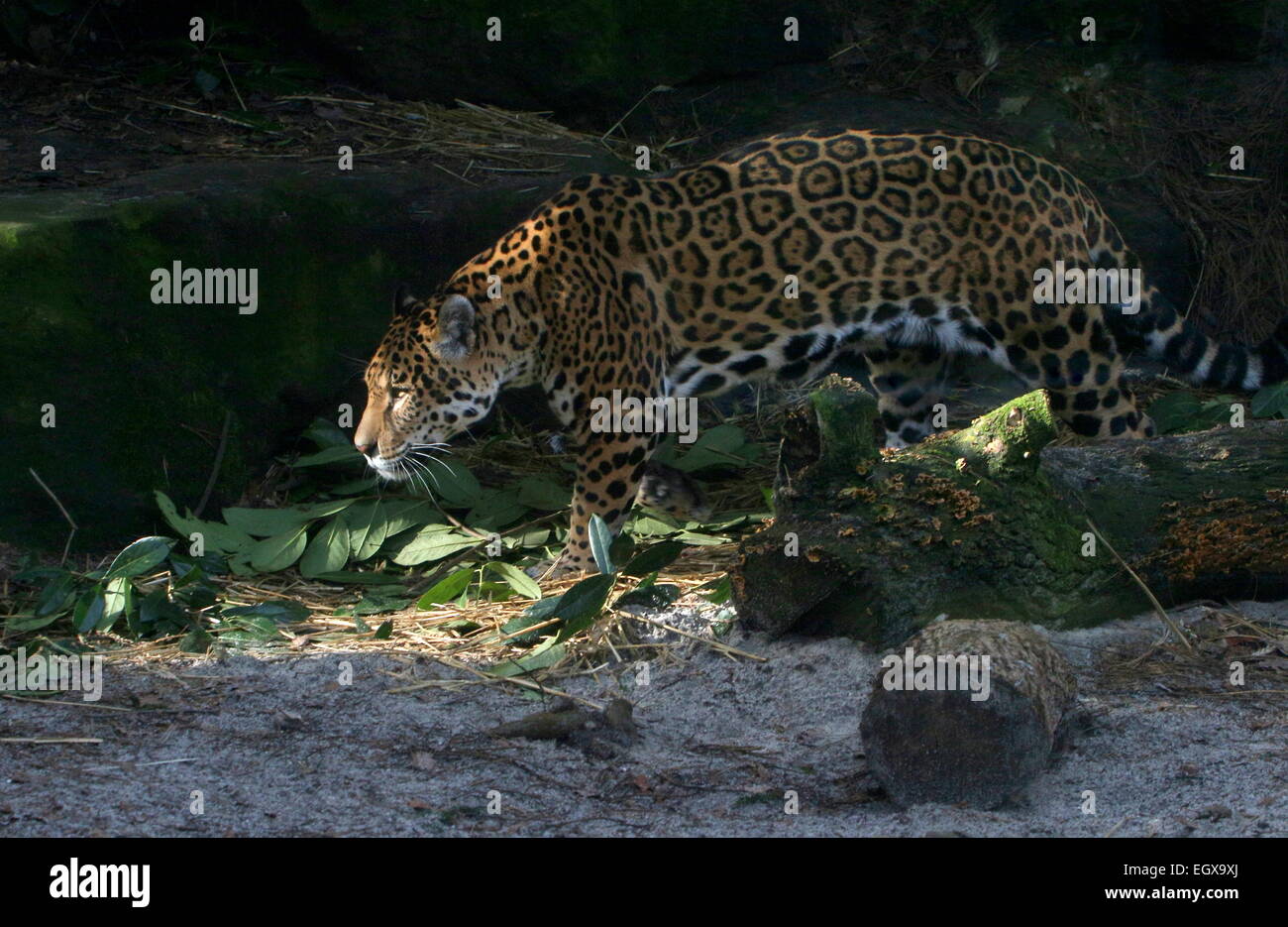 Female South American  Jaguar (Panthera onca) walking in a shady forest setting Stock Photo