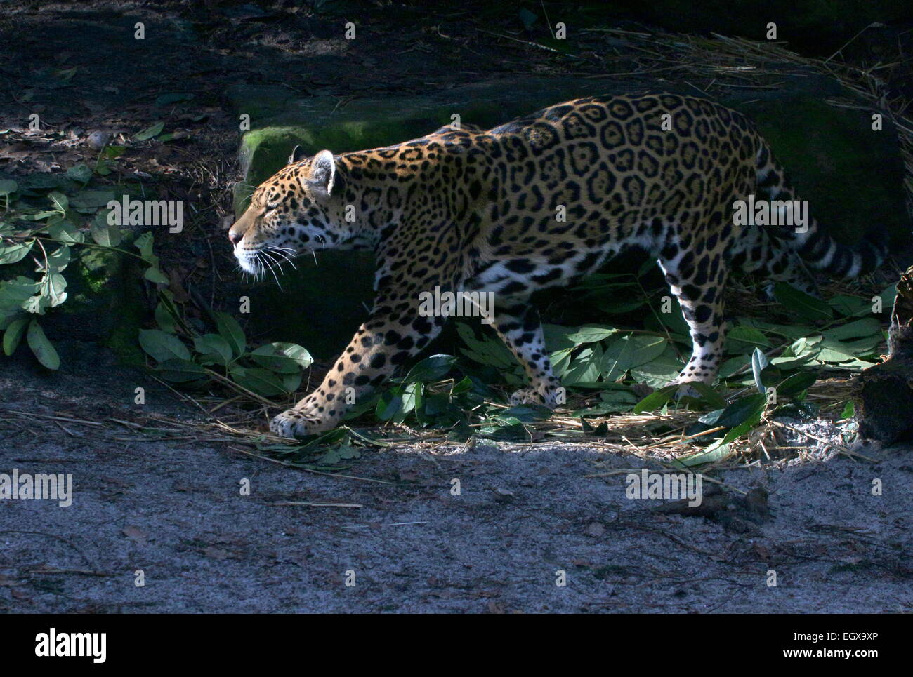 Female South American  Jaguar (Panthera onca) walking in a shady forest setting Stock Photo
