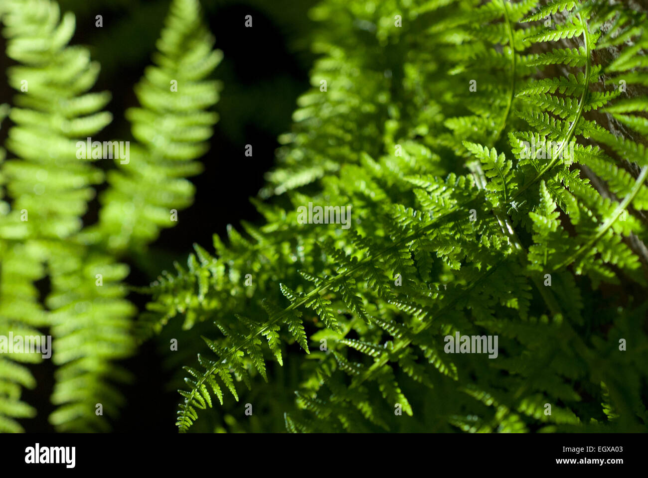 Green Fern leaf with dark background Patterns Nature. Black and Green Stock Photo