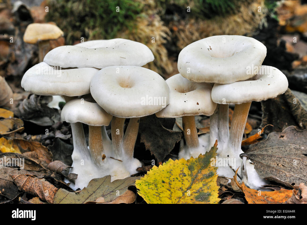Chicken run funnel (Clitocybe phaeophthalma / Clitocybe hydrogramma) among autumn leaves Stock Photo