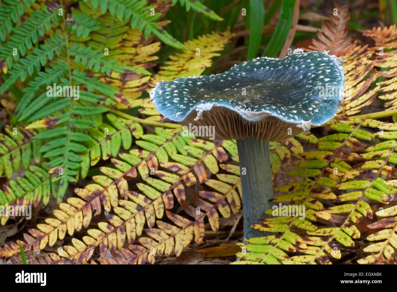 Blue roundhead fungus (Stropharia caerulea / Psilocybe caerulea