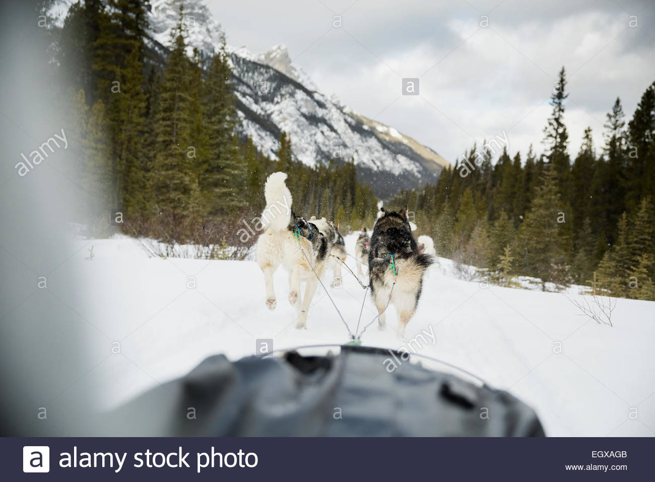 Dogsled on the move below snowy mountains Stock Photo
