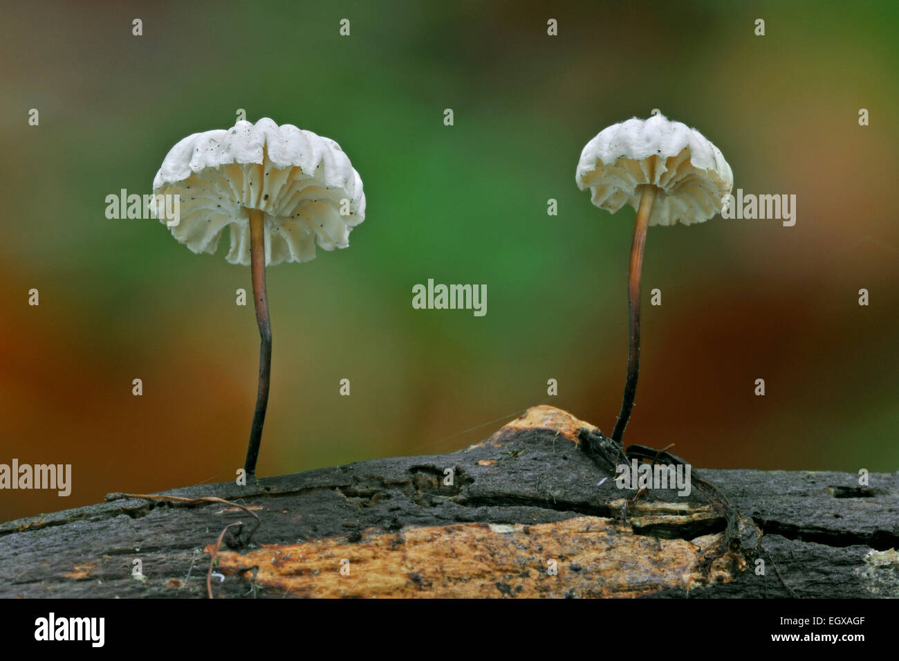 Pinwheel mushroom / Collared parachute mushrooms (Marasmius rotula / Agaricus rotula) Stock Photo