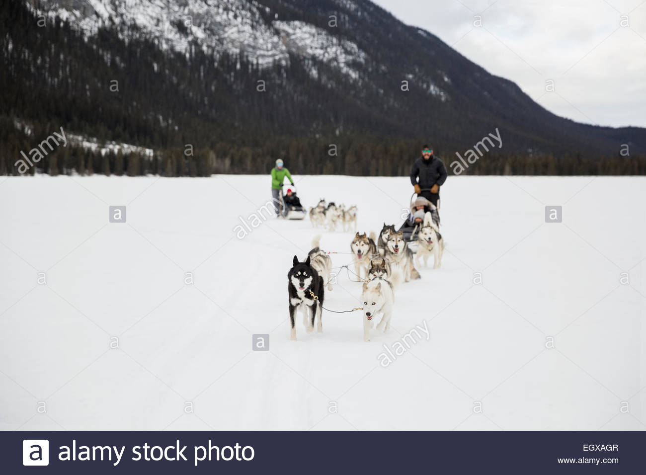 Dogsleds in snowy field Stock Photo - Alamy