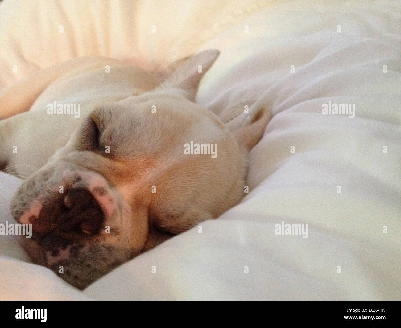 Close up of dog sleeping in bed Stock Photo