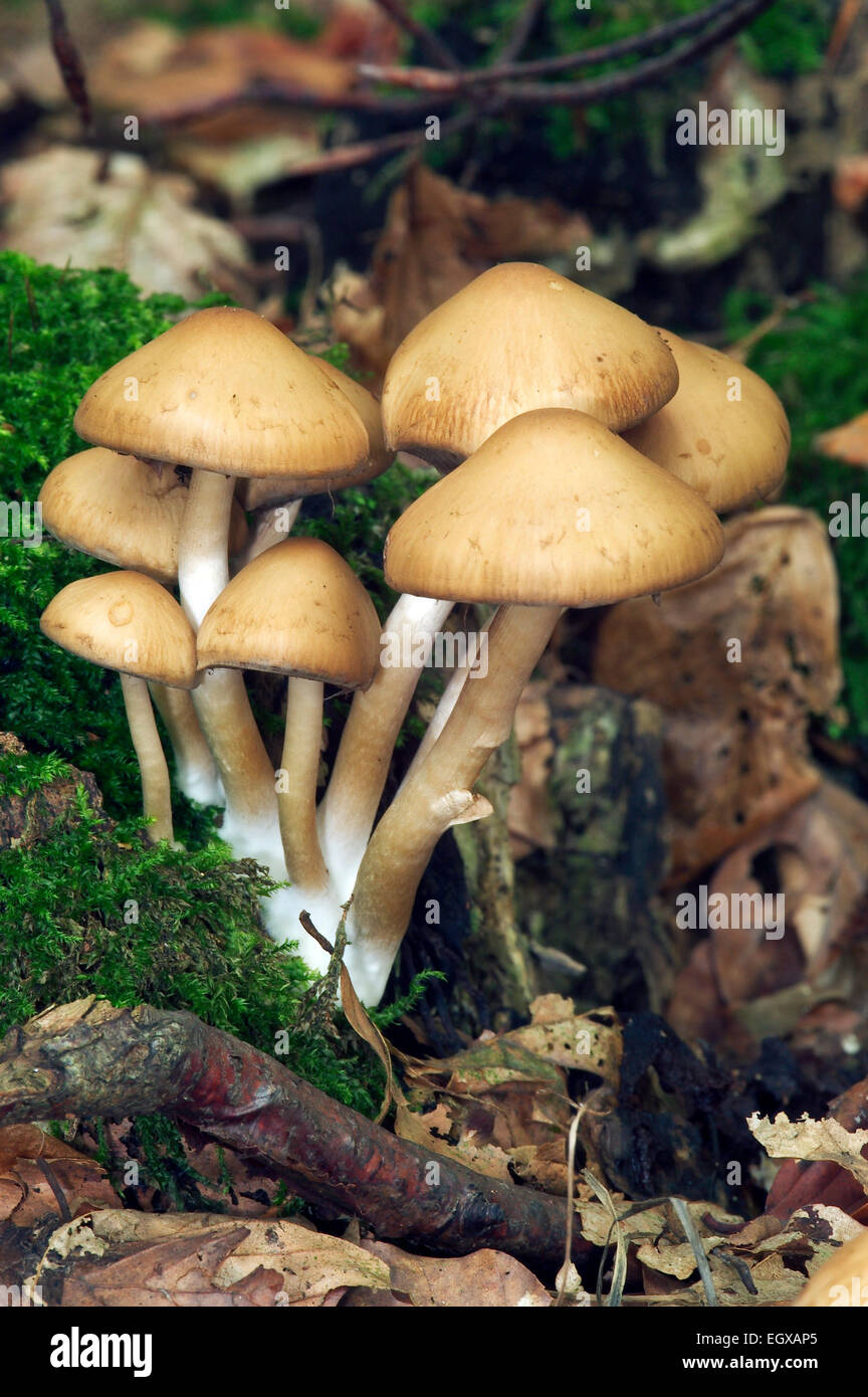 Tufted brittlestem / Common Stump Brittlestem / Hypholome hydrophile (Psathyrella piluliformis / Agaricus piluliformis) Stock Photo