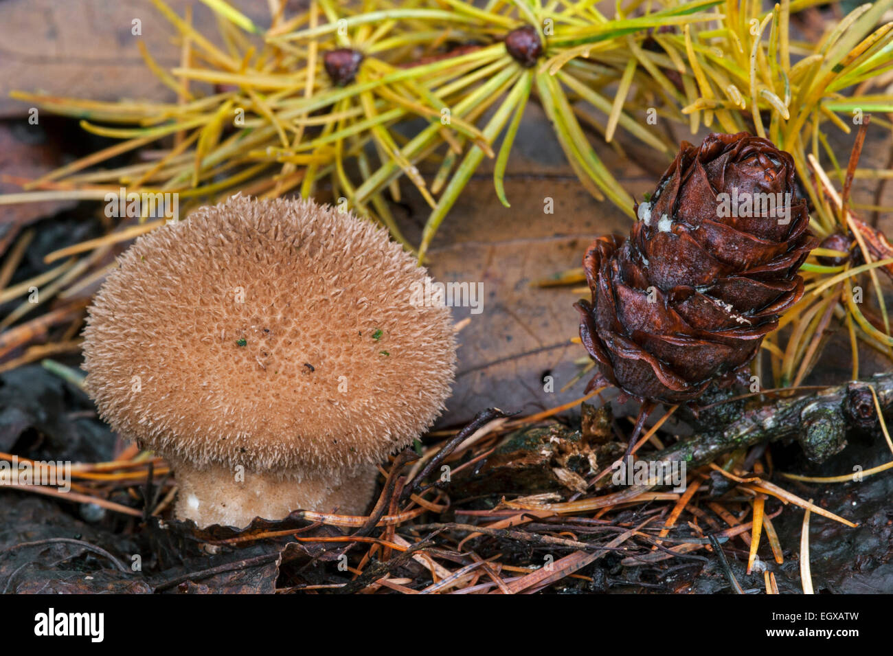 Dusky puffball (Lycoperdon nigrescens / Lycoperdon foetidum) growing on the forest floor Stock Photo
