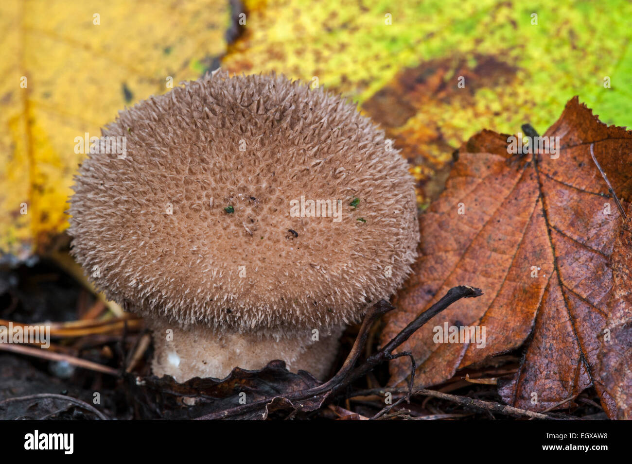 Dusky puffball (Lycoperdon nigrescens / Lycoperdon foetidum) growing on the forest floor Stock Photo