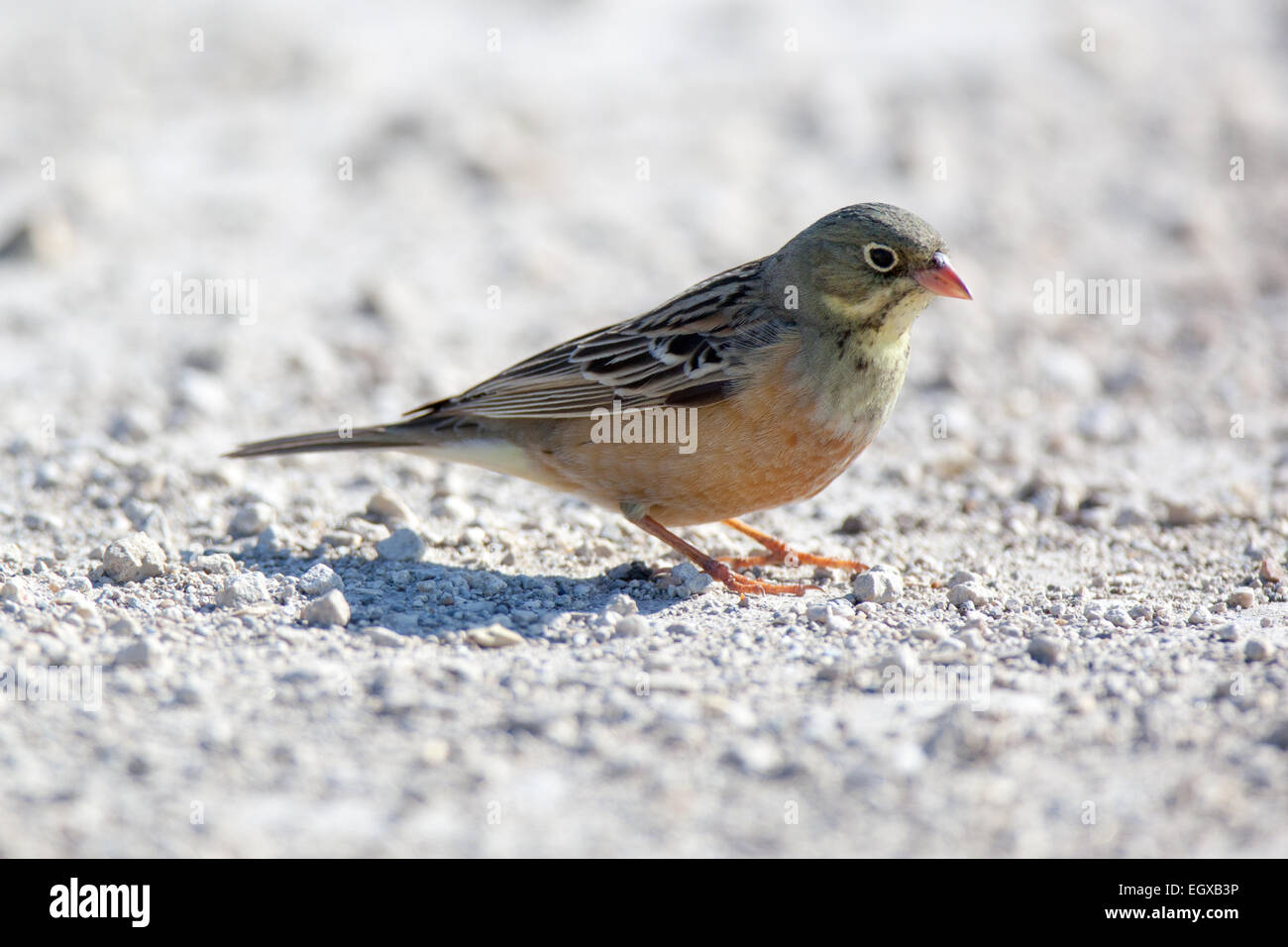 Ortolan Bunting (Emberiza hortulana). Russia, the Ryazan region (Ryazanskaya oblast), the Pronsky District, Kisva. Stock Photo