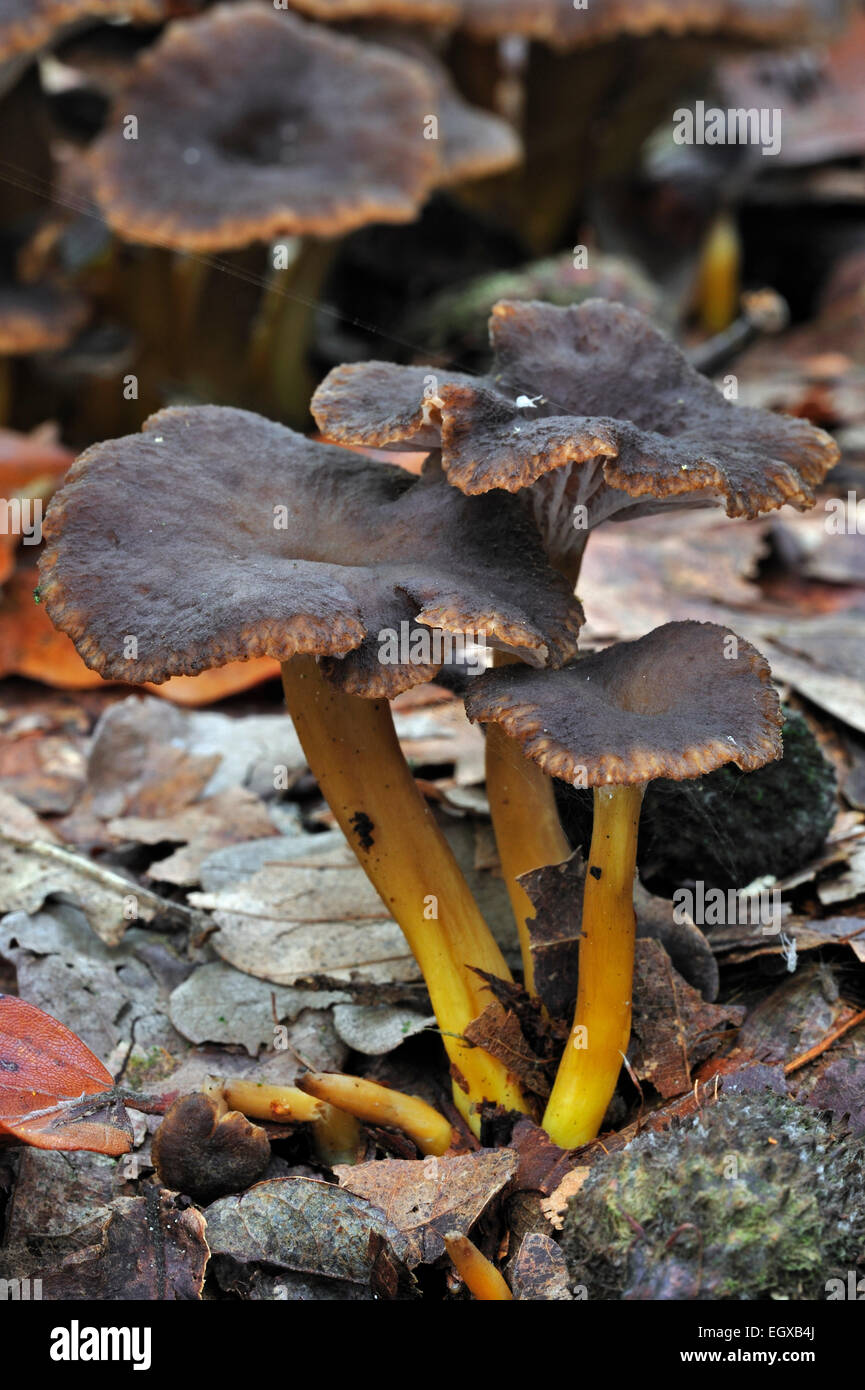 Trumpet chanterelle / Yellowfoot / Winter mushroom / Funnel Chanterelle (Cantharellus tubaeformis) Stock Photo
