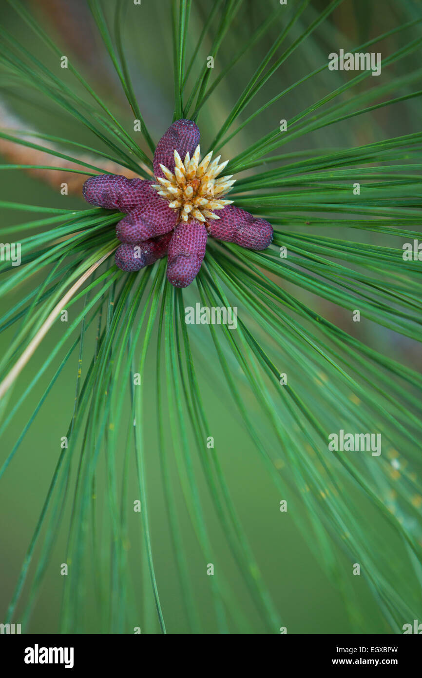A Ponderosa Pine (Pinus Ponderosa) bud and needles. Stock Photo