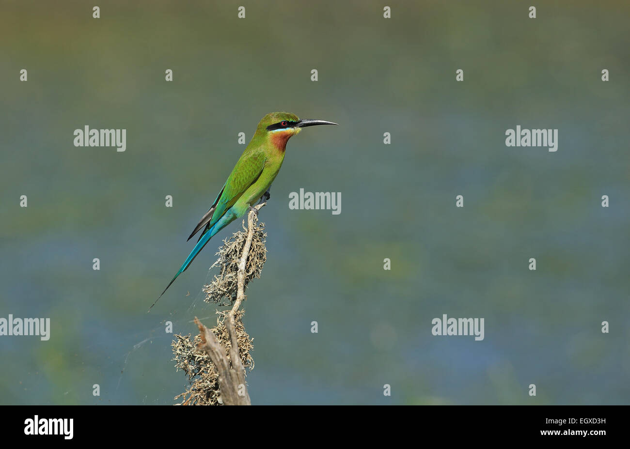 Blue-tailed Bee-eater (Merops philippinus Stock Photo - Alamy