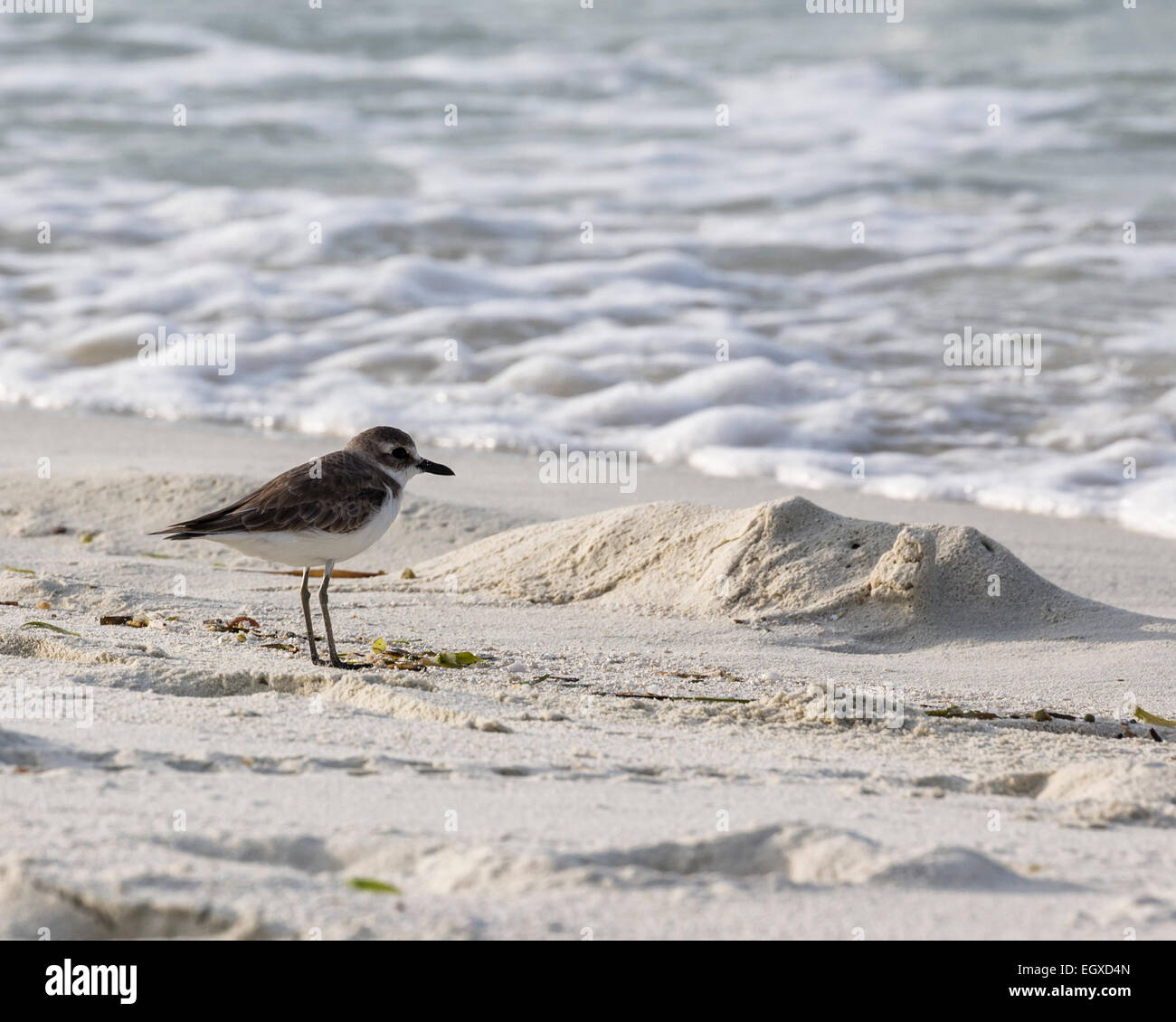 Greater sand plover (Charadrius leschenaultii) feeding on a beach in the Maldives Stock Photo